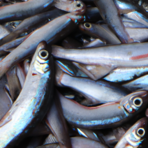 bandeng segar khas juwana, baru dipanen dan kemudian dibelah untuk dicabut durinya oleh nelayan